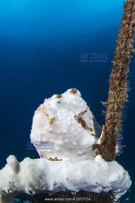 : Painted frogfish (Antennarius pictus), Lembeh Strait : Painted frogfish (Antennarius pictus), Lembeh Strait