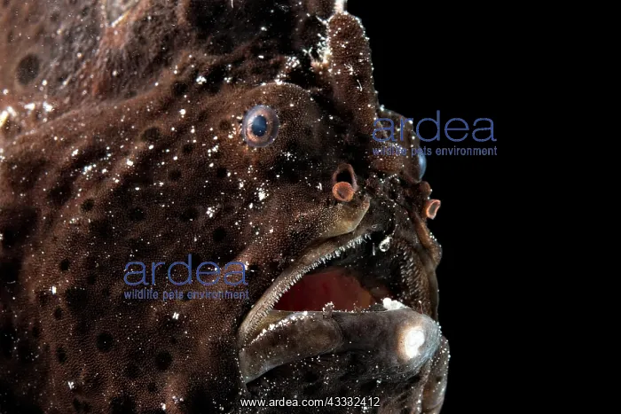 : Painted frogfish (Antennarius pictus), animal portrait : Painted frogfish (Antennarius pictus), animal portrait
