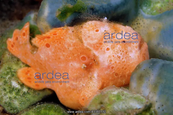 : Painted frogfish (Antennarius pictus), orange, tiny : Painted frogfish (Antennarius pictus), orange, tiny