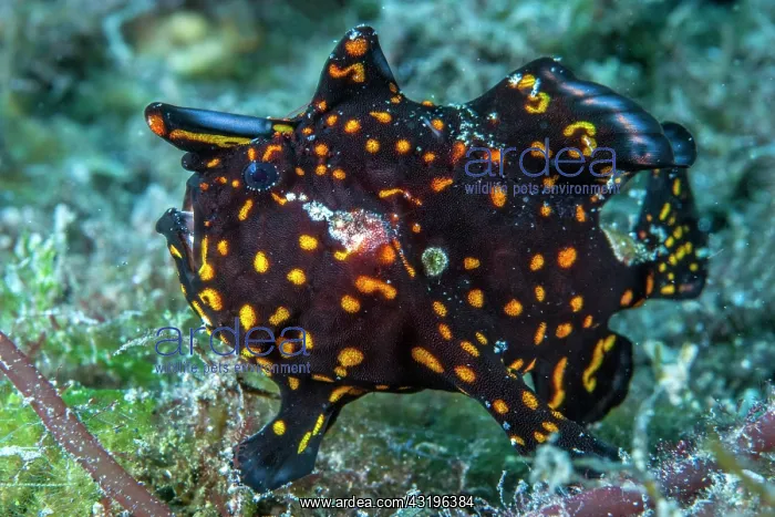 : Painted frogfish (Antennarius pictus) juvenile with : Painted frogfish (Antennarius pictus) juvenile with