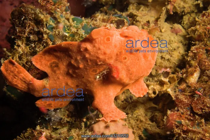 : Painted Frogfish (Antennarius pictus), Scuba : Painted Frogfish (Antennarius pictus), Scuba