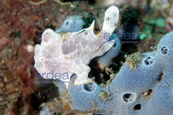 : Painted Frogfish on blue sponge : Painted Frogfish on blue sponge
