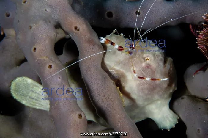 : Painted Frogfish with Boxer Shrimp : Painted Frogfish with Boxer Shrimp