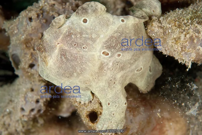 : Painted Frogfish camouflaged amongst brown sponges : Painted Frogfish camouflaged amongst brown sponges