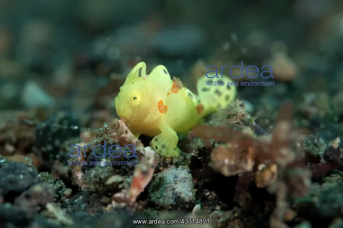 : Painted Frogfish - juvenile on black sand : Painted Frogfish - juvenile on black sand