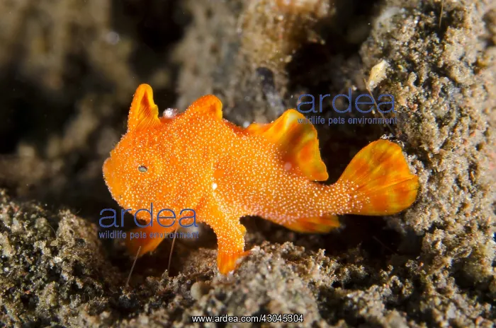 : Painted Frogfish - Juvenile on black sand - Dropoff : Painted Frogfish - Juvenile on black sand - Dropoff