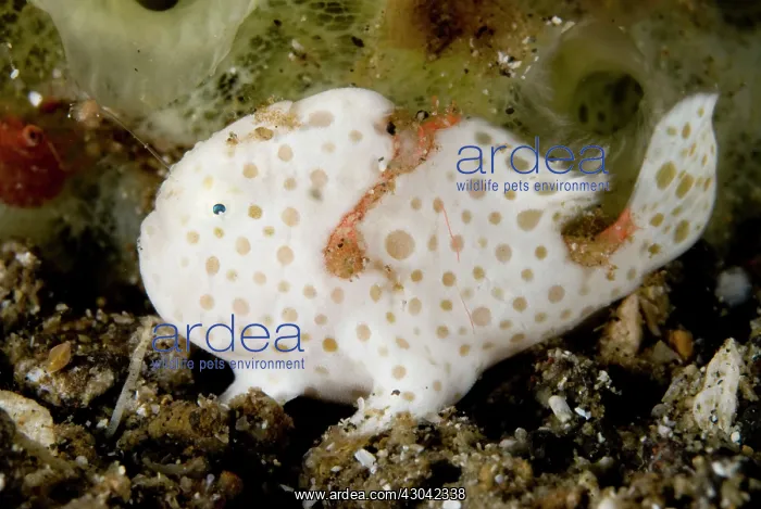  : Painted Frogfish with lure extended