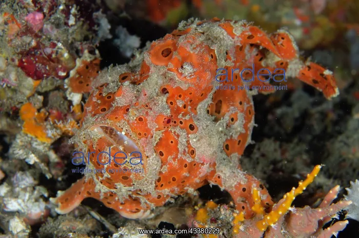 : Painted Frogfish pair : Painted Frogfish pair