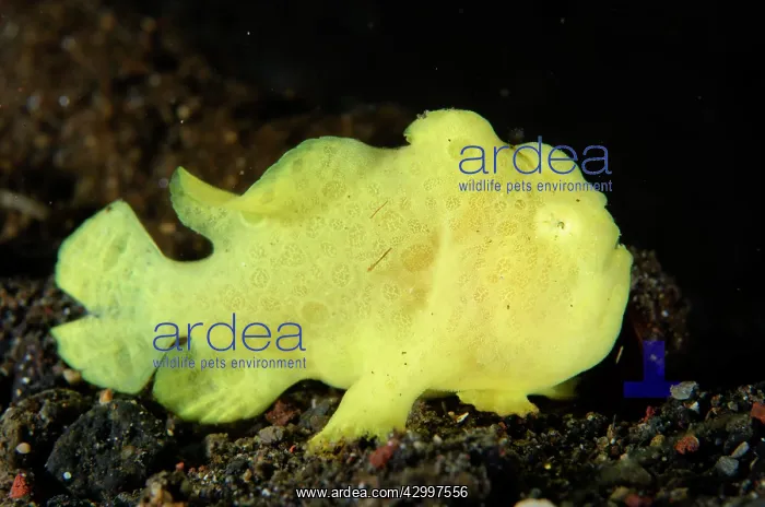 : Painted Frogfish on sand - Bulakan dive site, Seraya : Painted Frogfish on sand - Bulakan dive site, Seraya