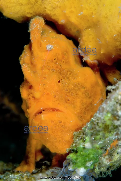  : Painted Frogfish by sponge