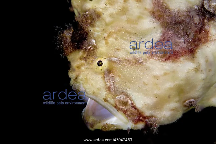  : Painted Frogfish yawning