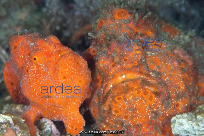 : Painted Frogfishes - baby and adult : Painted Frogfishes - baby and adult