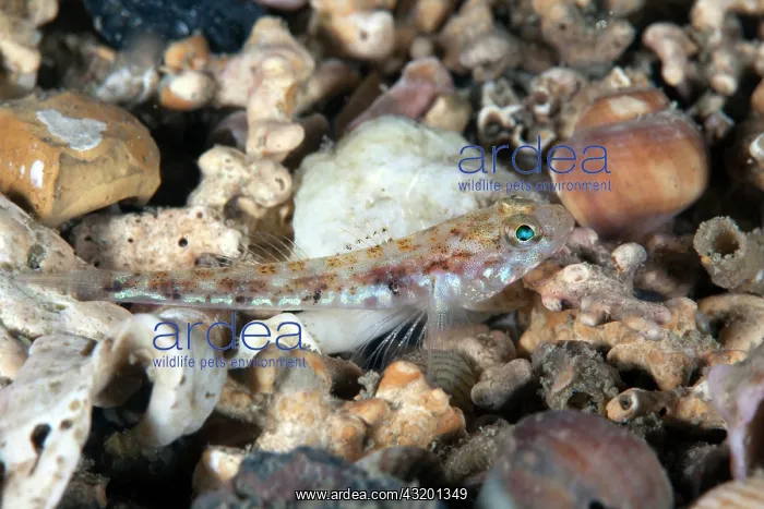 : A Painted Goby : A Painted Goby