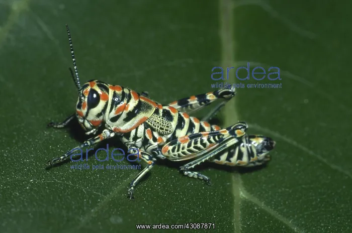 : Painted Grasshopper : Painted Grasshopper