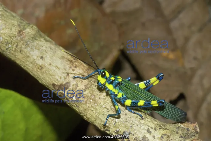: Painted Grasshopper : Painted Grasshopper