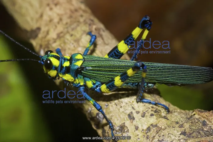 : Painted Grasshopper : Painted Grasshopper