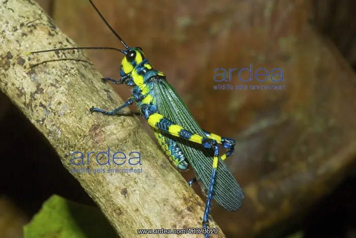  : Painted Grasshopper