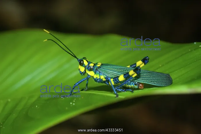 : Painted Grasshopper : Painted Grasshopper