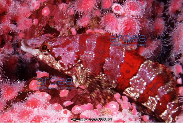  : PAINTED GREENLING - CAMOUFLAGE