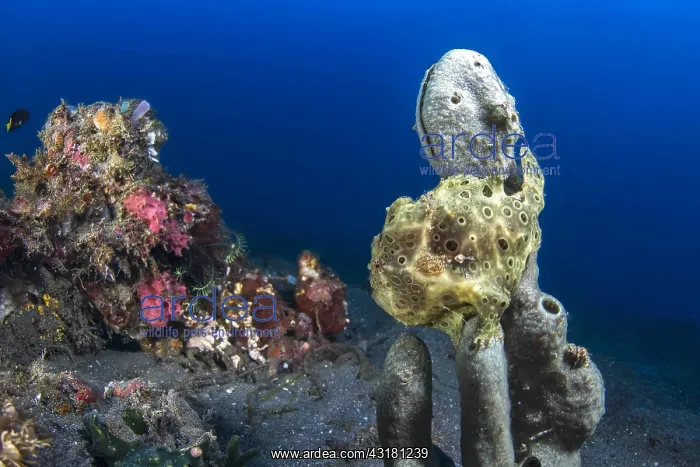: Painted Grogfish (Antennarius pictus) on a sponge : Painted Grogfish (Antennarius pictus) on a sponge