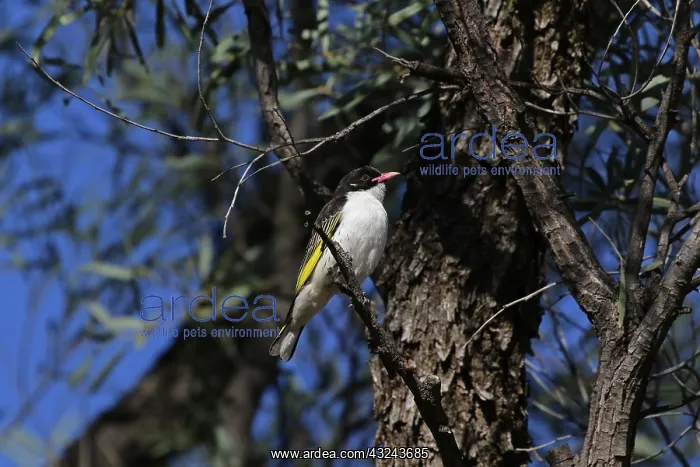 : Painted Honeyeater : Painted Honeyeater