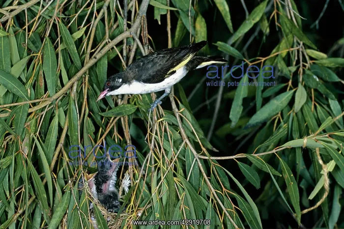 : Painted Honeyeater - at nest with chicks : Painted Honeyeater - at nest with chicks