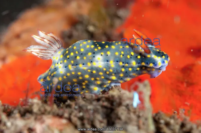  : Painted Hypselodoris Nudibranch
