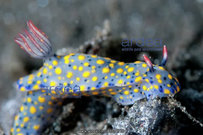 : Painted Hypselodoris Nudibranch : Painted Hypselodoris Nudibranch