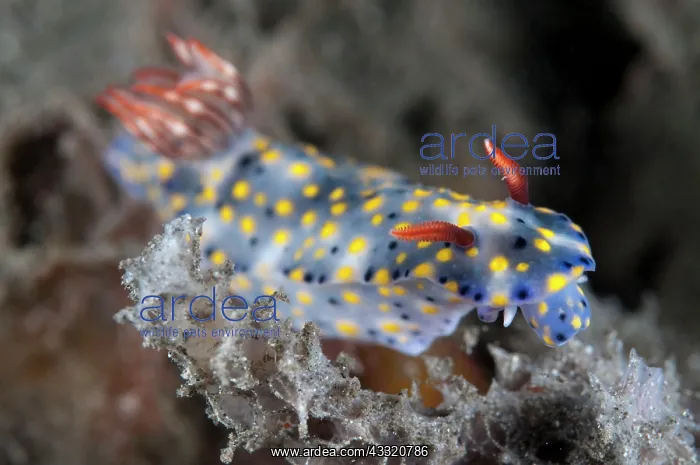 : Painted Hypselodoris Nudibranch : Painted Hypselodoris Nudibranch