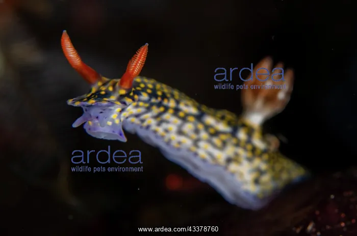 : Painted Hypselodoris Nudibranch : Painted Hypselodoris Nudibranch