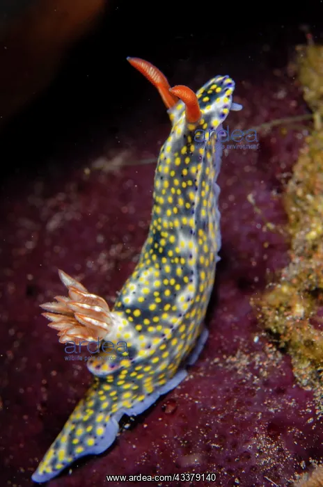 : Painted Hypselodoris Nudibranch : Painted Hypselodoris Nudibranch