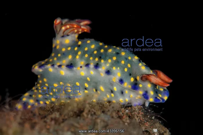 : Painted Hypselodoris Nudibranch : Painted Hypselodoris Nudibranch
