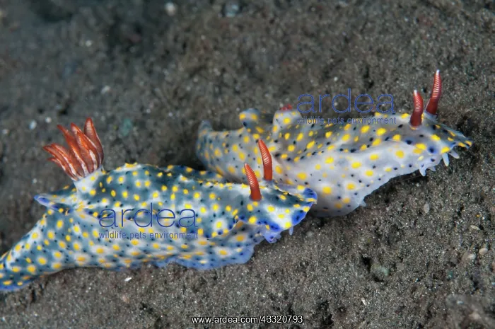  : Painted Hypselodoris Nudibranch - pair