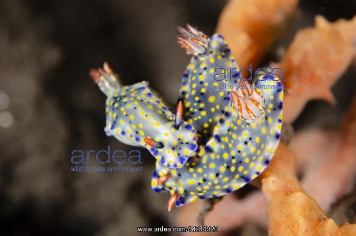 : Painted Hypselodoris Nudibranch - on sponge - Melasti : Painted Hypselodoris Nudibranch - on sponge - Melasti