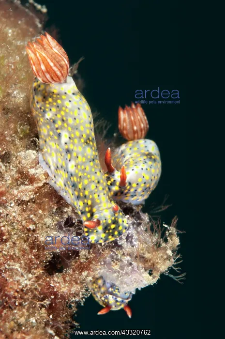 : Painted Hypselodoris Nudibranchs : Painted Hypselodoris Nudibranchs