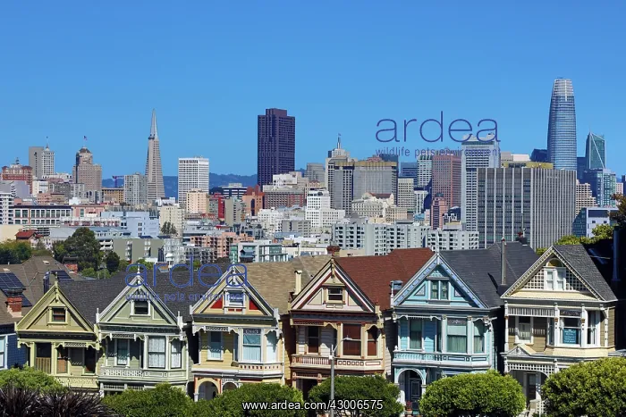 : Painted Ladies Victorian houses near Alamo Square : Painted Ladies Victorian houses near Alamo Square