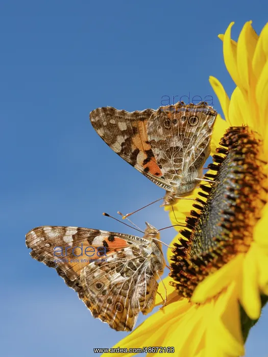 : Painted lady butterflies on a sunflower. New Mexico : Painted lady butterflies on a sunflower. New Mexico
