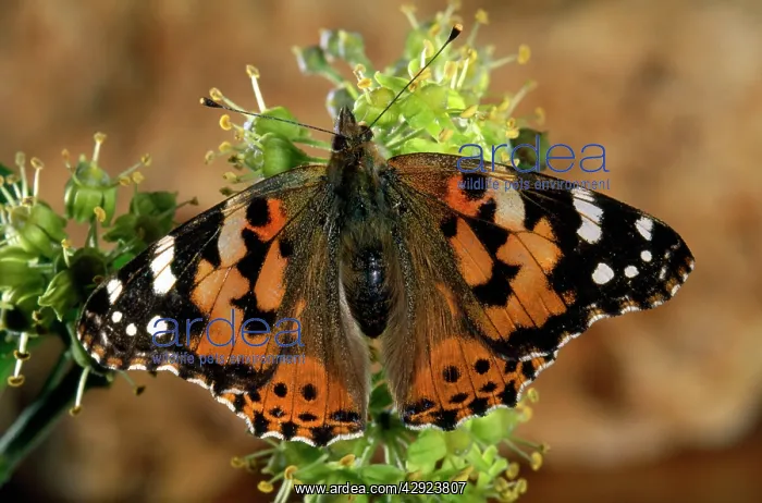 : PAINTED LADY BUTTERFLY : PAINTED LADY BUTTERFLY