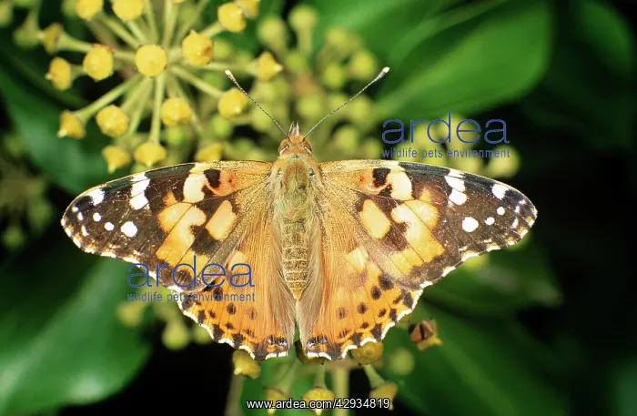 : Painted Lady BUTTERFLY : Painted Lady BUTTERFLY