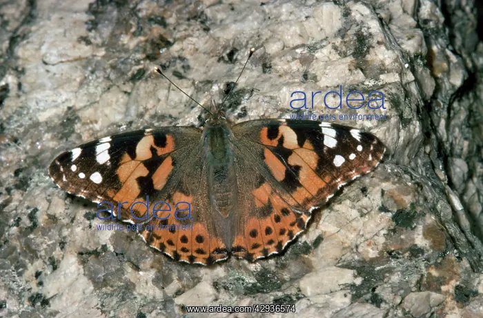 : PAINTED LADY BUTTERFLY : PAINTED LADY BUTTERFLY
