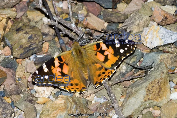 : Painted Lady butterfly : Painted Lady butterfly