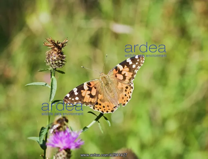 : Painted Lady Butterfly : Painted Lady Butterfly