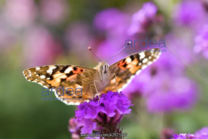 : Painted Lady Butterfly : Painted Lady Butterfly