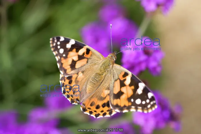  : Painted Lady Butterfly
