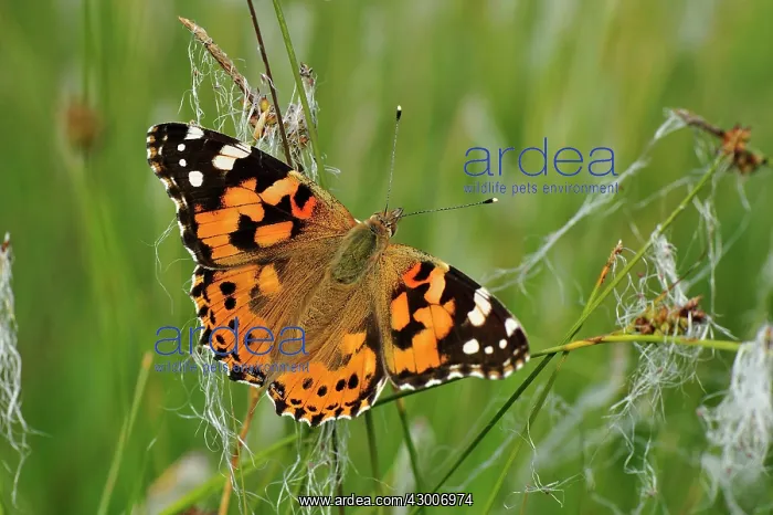: Painted Lady Butterfly : Painted Lady Butterfly