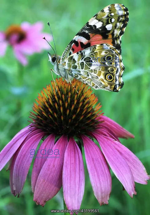 : Painted Lady Butterfly : Painted Lady Butterfly