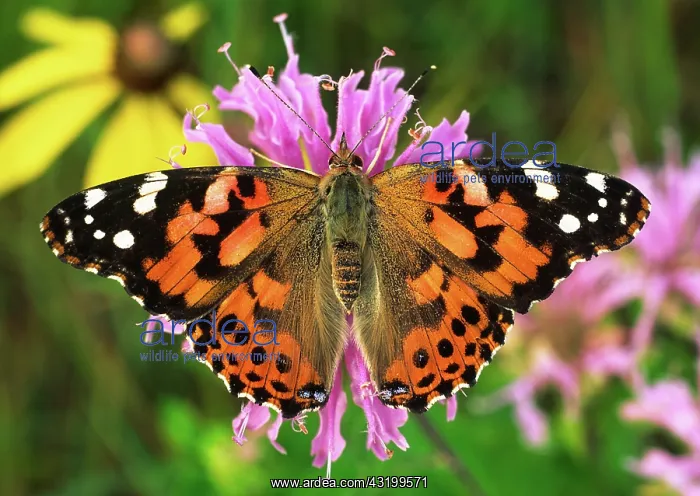 : Painted Lady butterfly : Painted Lady butterfly