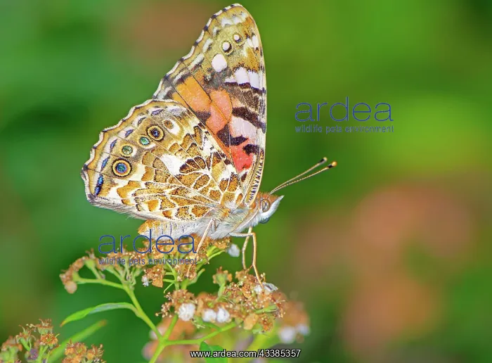 : Painted Lady butterfly on the blossoms of a flower : Painted Lady butterfly on the blossoms of a flower