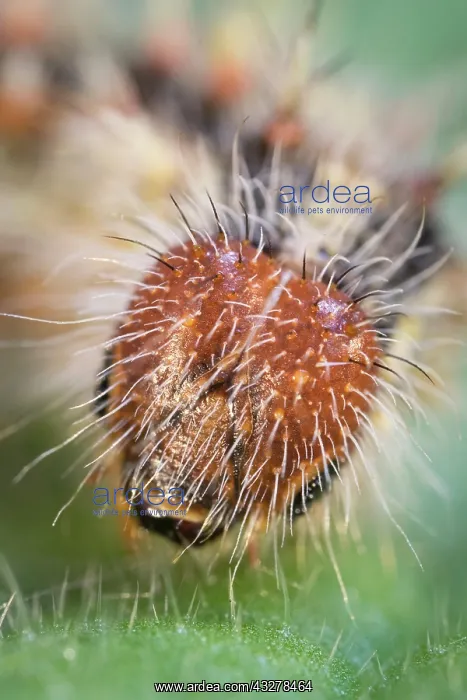 : Painted Lady butterfly caterpillar - Norfolk UK : Painted Lady butterfly caterpillar - Norfolk UK