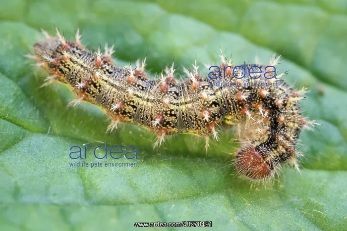  : Painted Lady butterfly caterpillar - Norfolk UK